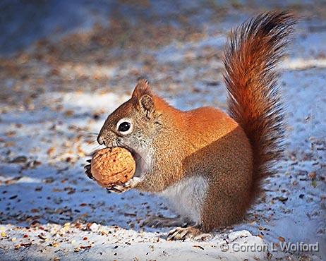 Open Wide_28470.jpg - American Red Squirrel (Tamiasciurus hudsonicus) photographed at Ottawa, Ontario, Canada.